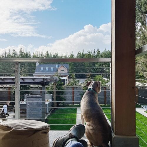 A photo of a dog on a balcony overlooking a lush backyard.